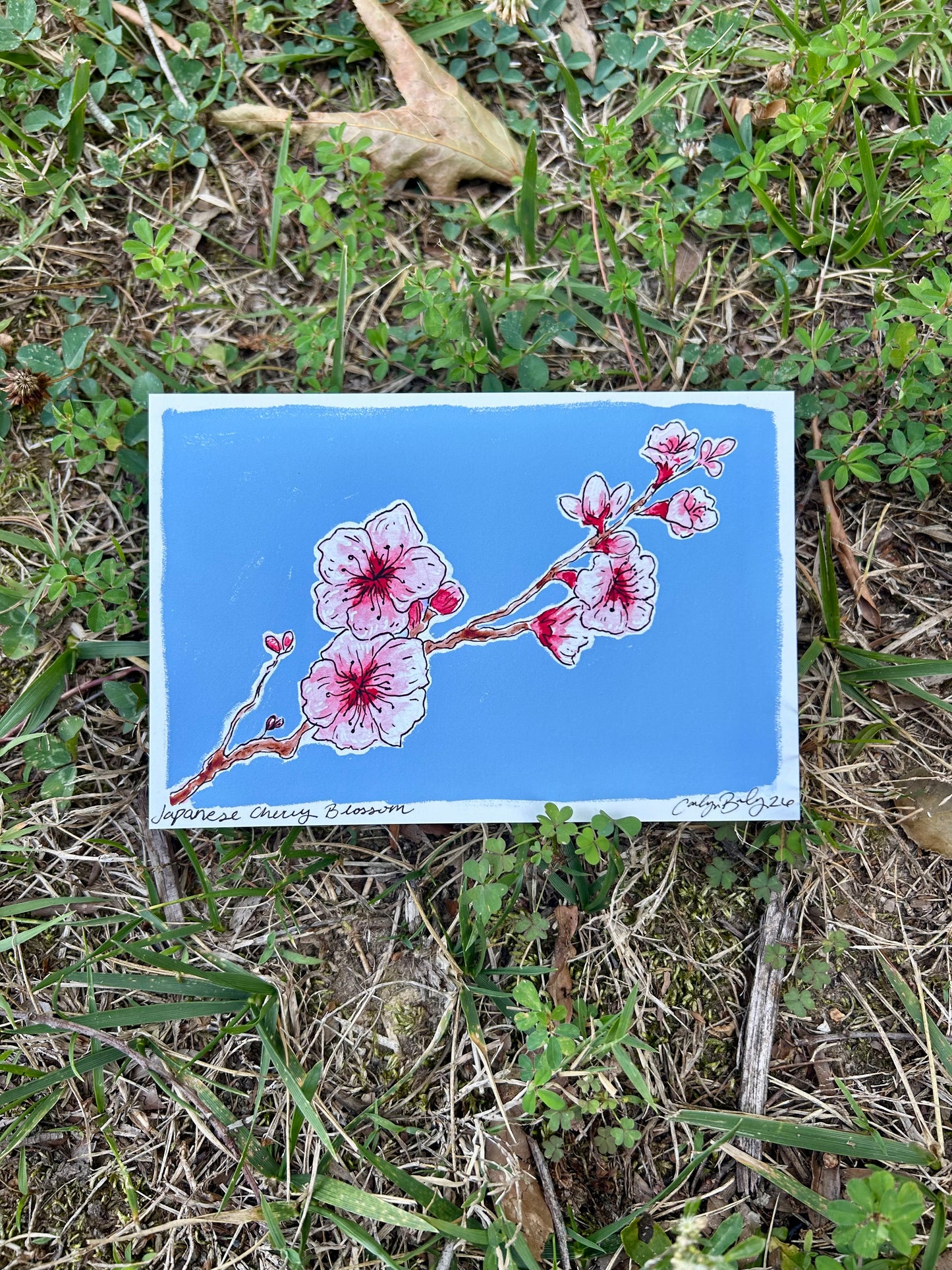 Japanese cherry blossom flowers on a tree branch with a blue background.